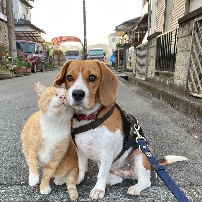 8868体育官网宠物